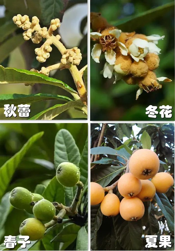莆田枇杷，中国之最1062.png