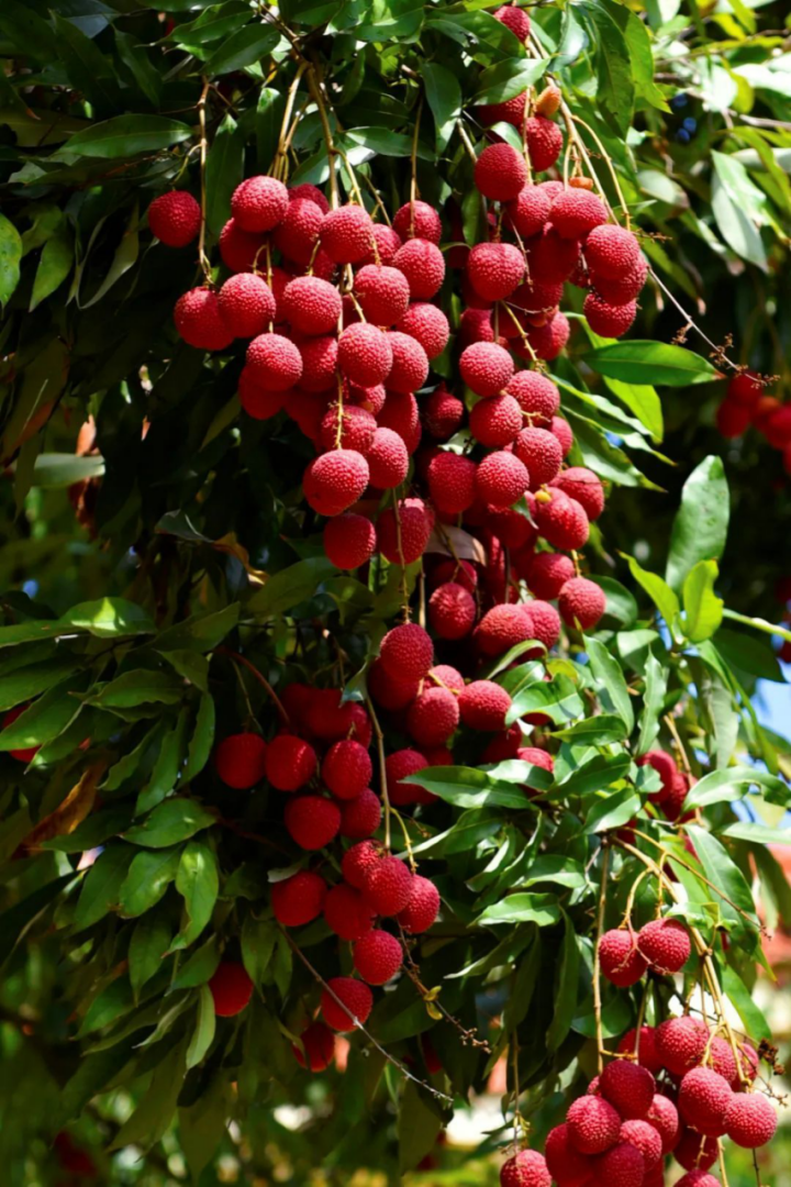 莆田荔枝，千年荔树，千年荔城1726.png
