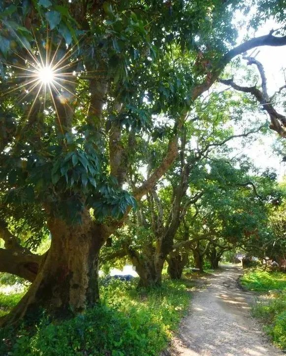 莆田荔枝，千年荔树，千年荔城2269.png