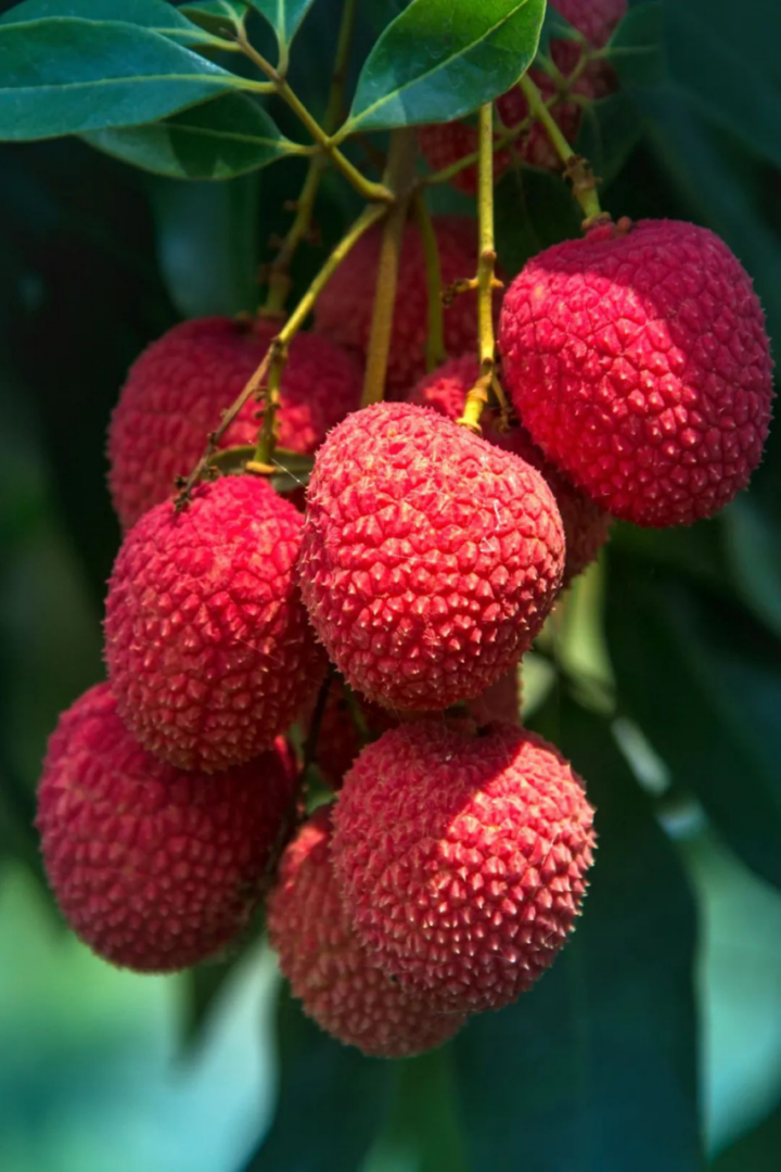 莆田荔枝，千年荔树，千年荔城2618.png
