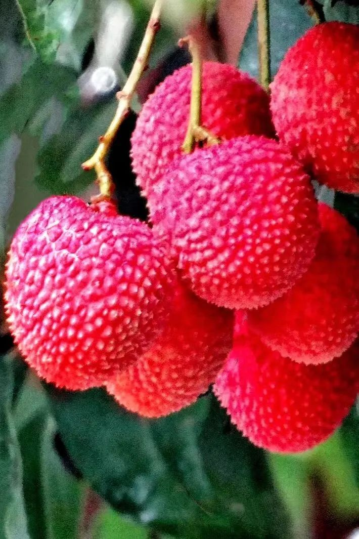 莆田荔枝，千年荔树，千年荔城2700.png